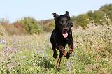 BEAUCERON 169